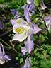 aquilegia canadensis 2.JPG